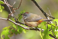 Colima Warbler